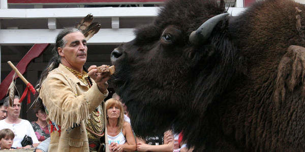 Mann füttert einen Bison in der Pullman City Westernstadt - besuchen Sie die Westernstadt während Ihres Aufenthalts im St. Wolfgang.