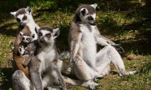 Der Wildpark in Bad Griesbach ist eines der Ausflugsziele, die Sie von unserem Hotel St. Wolfgang in Bad Griesbach erreichen.