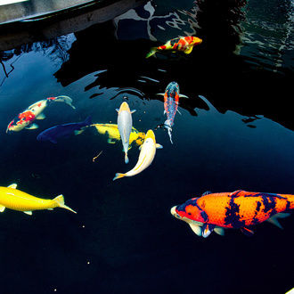 Wir haben wunderschöne Koi in unserem Gartenteich im St. Wolfgang