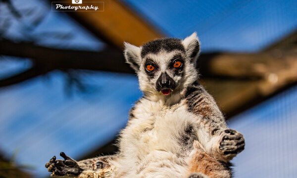 Ring-tailed lemurs sit on grassy ground, basking in sunlight.